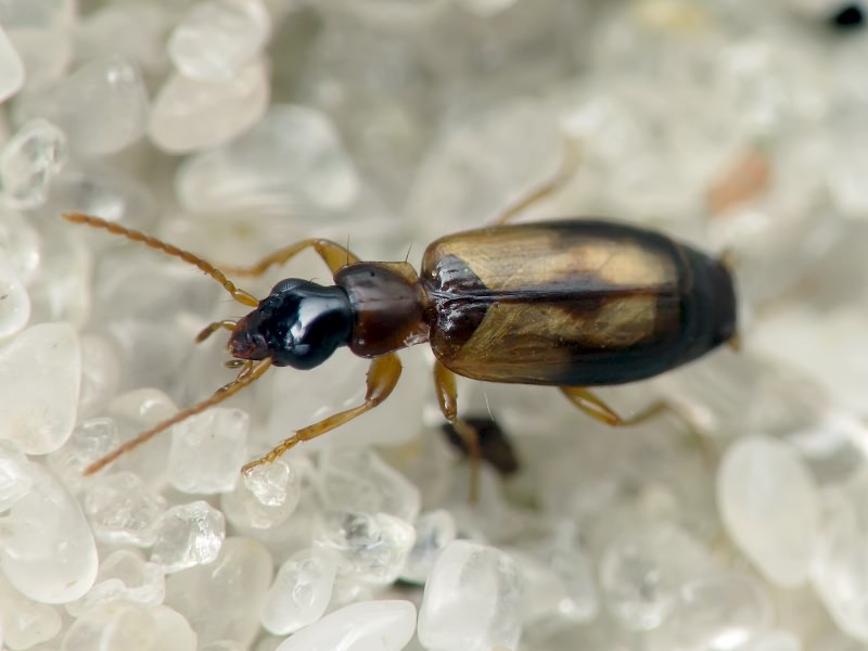 Carabidae Latreille, 1802